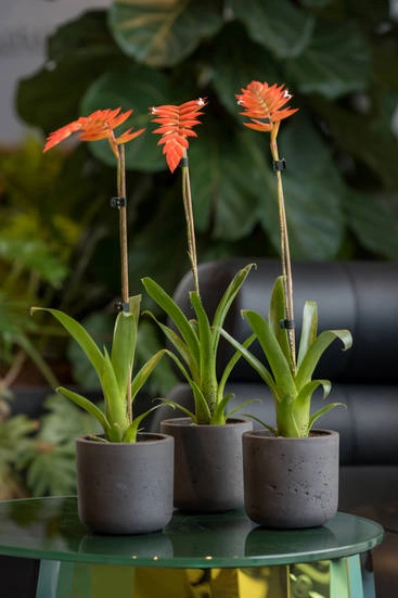 Горшок Charlie