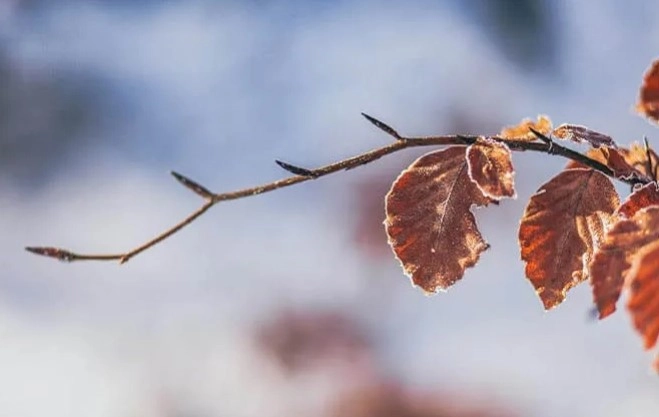 Laminat Natura Line AGT 508 